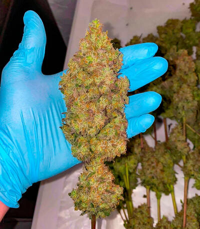 Семена сорта Bruce Banner × Pineapple (7CH Seeds & Cali Buds Seeds)