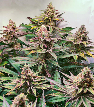 Семена сорта Glue Cookies fem (AlphaFem Seeds)