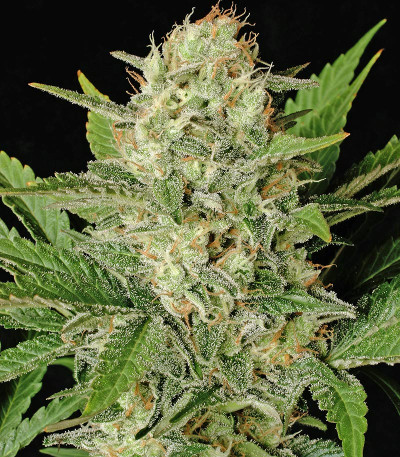 Семена сорта Motavation fem (Serious Seeds)