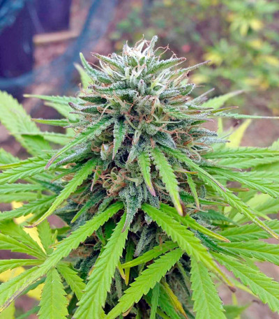 Семена сорта Northern Lights reg (Nirvana Seeds)