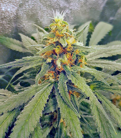 Семена сорта Northern Lights fem (Vision Seeds)