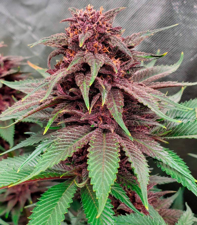 Семена сорта Tropicanna Poison F1 Fast Version (Sweet Seeds)