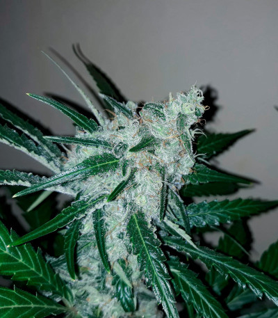 Семена сорта Violet's Wonder Auto fem (Sumo Seeds)