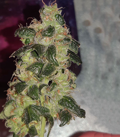 Семена сорта Wedding Cake Auto fem (Barney's Farm)