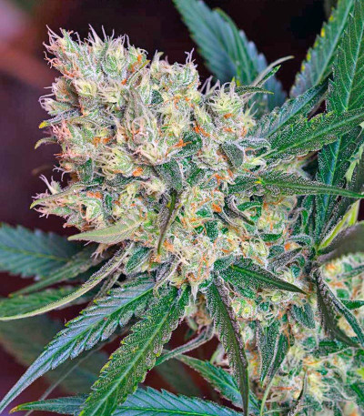 Семена сорта Green Poison F1 Fast Version fem (Sweet Seeds)