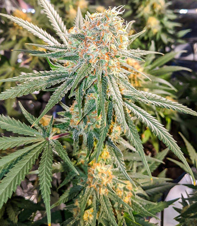 Семена сорта Gummy Skunk Fast Version fem (Easy Grow Seeds)