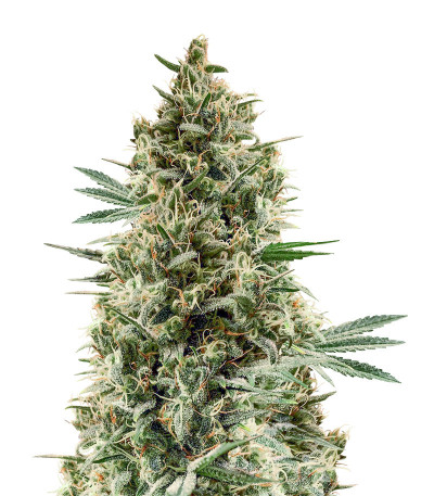 Семена сорта Chocobang fem (Delicious Seeds)