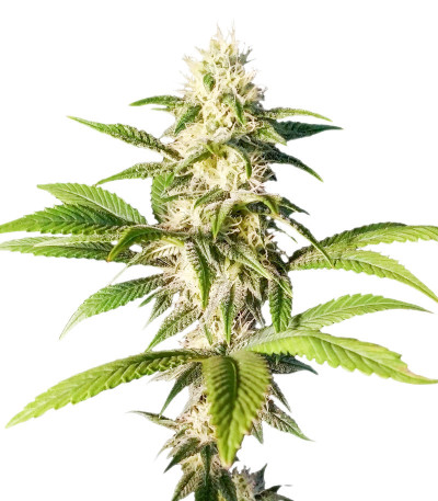 Семена сорта Biscotti Mintz fem (Семяныч)