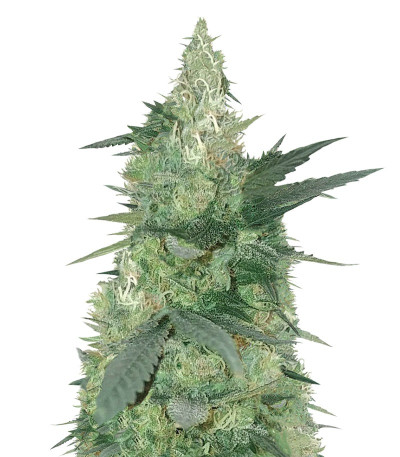 Семена сорта Bud Bud Bling Tingz fem (Dr. Krippling Seeds)