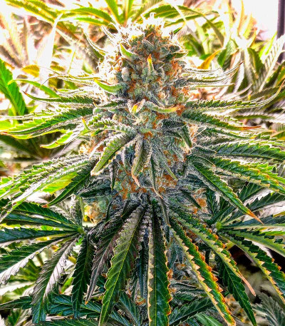 Семена сорта Gushers fem (7CH Seeds & Advanced Seeds)