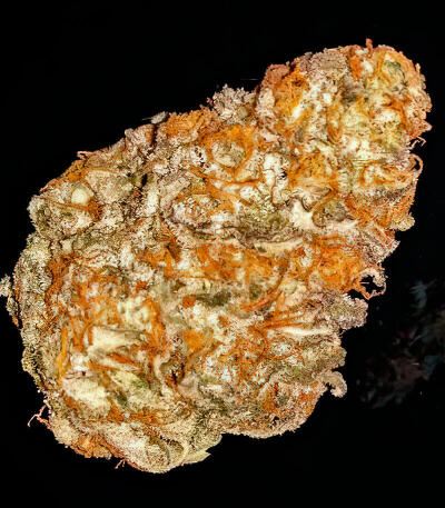 Семена сорта Mandarin Cookies fem (7CH American)