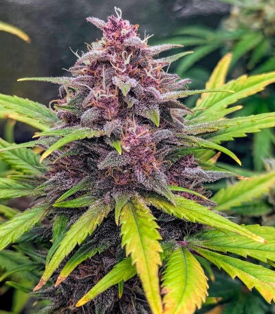 Семена сорта Purple Punch F1 fem (Seedkeepers)