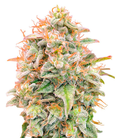 Семена сорта Auto Banana Cookies fem (Advanced Seeds)
