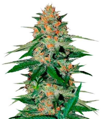 Семена сорта Delicious Candy reg (Delicious Seeds)