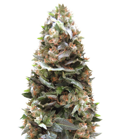 Семена сорта Ogre Auto fem (Doctor’s Choice)