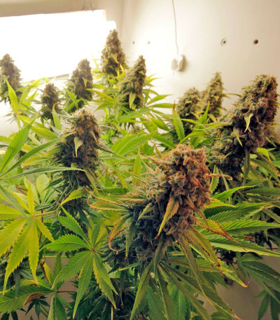 Семена сорта AK-47 fem (Serious Seeds)