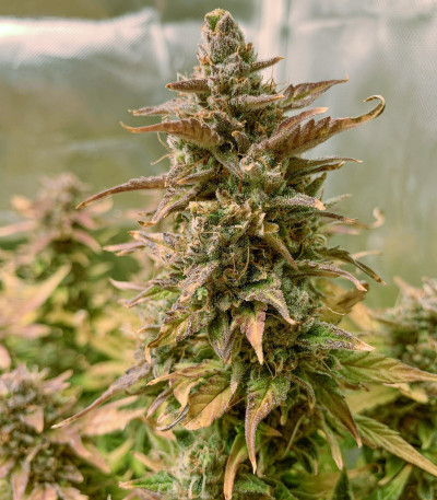 Семена сорта Auto Glueberry O.G. fem (Dutch Passion)