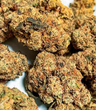 Семена сорта Gator Breath fem (7CH American)