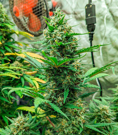 Семена сорта Orange Buddy Auto fem (Herbies Seeds)