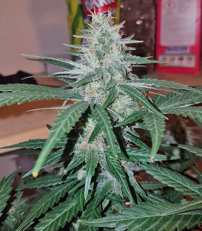 Семена сорта Peyote Cookies fem (Barney's Farm)