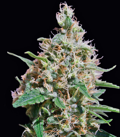 Семена сорта Peppermint Kush fem