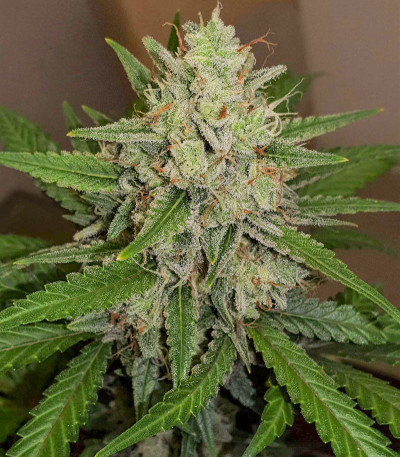 Семена сорта Runtz XL Auto (Sweet Seeds)