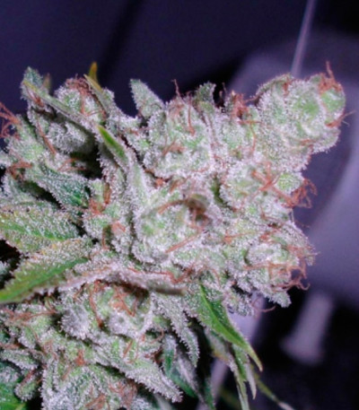Семена сорта White Berry fem (VIP Seeds)