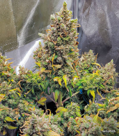 Семена сорта Gorilla Auto fem (Glue auto)