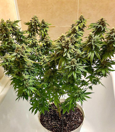 Семена сорта LSD fem (Семяныч)