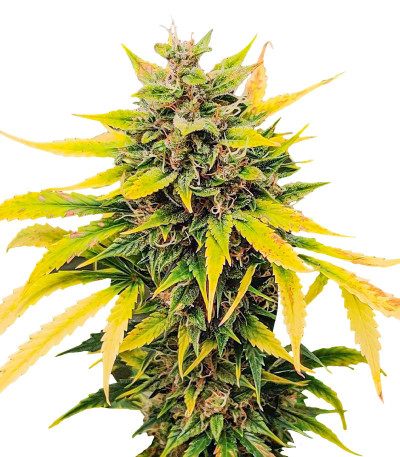 Семена сорта Auto Ak (Auto Ak 47) fem (Семяныч)