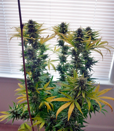 Семена сорта Diamond Girl fem