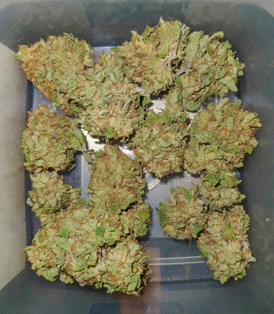 Семена сорта End Game RBX EC #4 Line fem (Ethos Genetics)