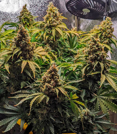 Семена сорта Gelato Auto fem (Herbies Seeds)