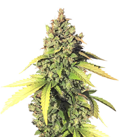 Семена сорта Gorilla Auto fem (Семяныч)