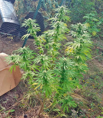 Семена сорта Northern Lights reg (Nirvana Seeds)