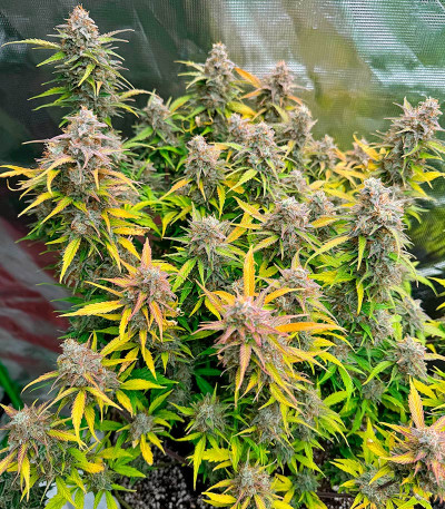 Семена сорта Orange President Auto fem (FastBuds)