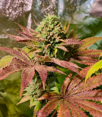 Семена сорта Pellezino Cookies fem (Original Sensible Seeds)