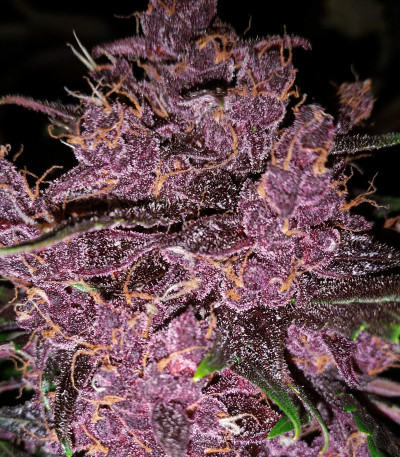 Семена сорта Purple Lemonade Auto fem (FastBuds)