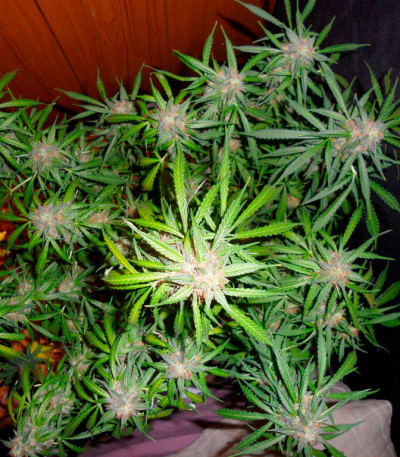 Семена сорта Super Skunk Auto Fem (Vision Seeds)