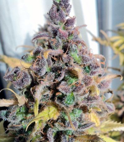 Сорт каннабиса Cream Caramel (Sweet Seeds)