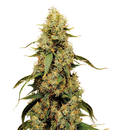 Семена сорта Jamnesia Haze fem (Dr. Krippling Seeds)