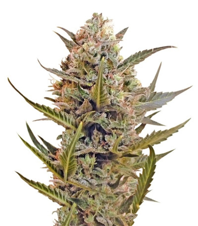 Семена сорта Chrystal reg (Nirvana Seeds)