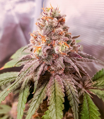 Семена сорта Tarte Tatin fem (Green House Seeds)