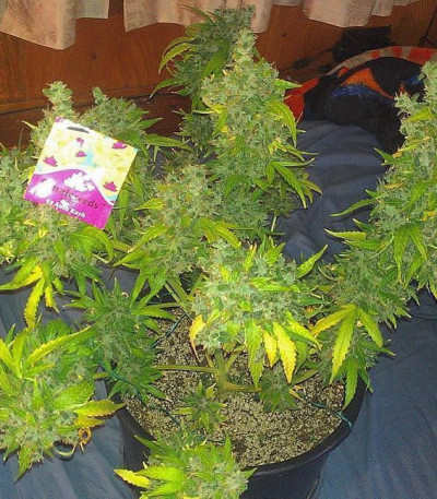 Семена сорта Auto Kush fem (Female Seeds)