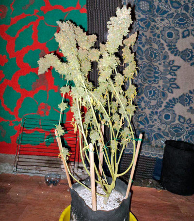 Семена сорта Bubble Gum reg (Serious Seeds)