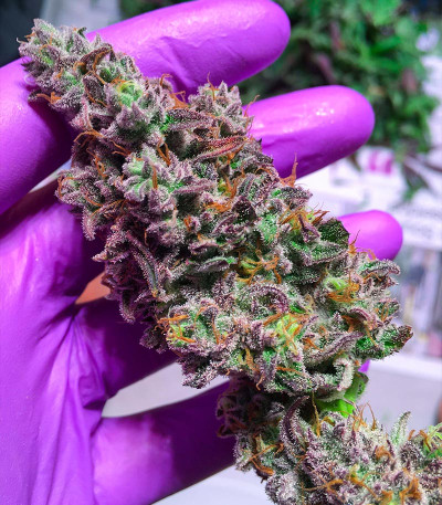 Семена сорта Glue Cookies fem (AlphaFem Seeds)