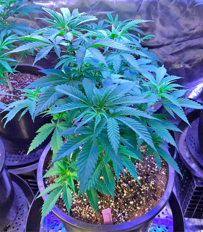 Семена сорта Original Amnesia fem (Dinafem Seeds)