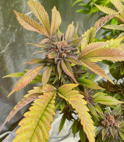 Семена сорта Still Bubba fem (AlphaFem Seeds)