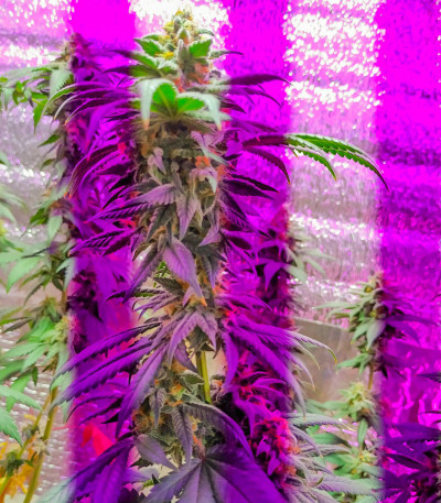 Семена сорта Auto Dark Purple fem (Delicious Seeds)