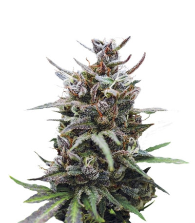 Семена сорта Baby Boom Auto fem